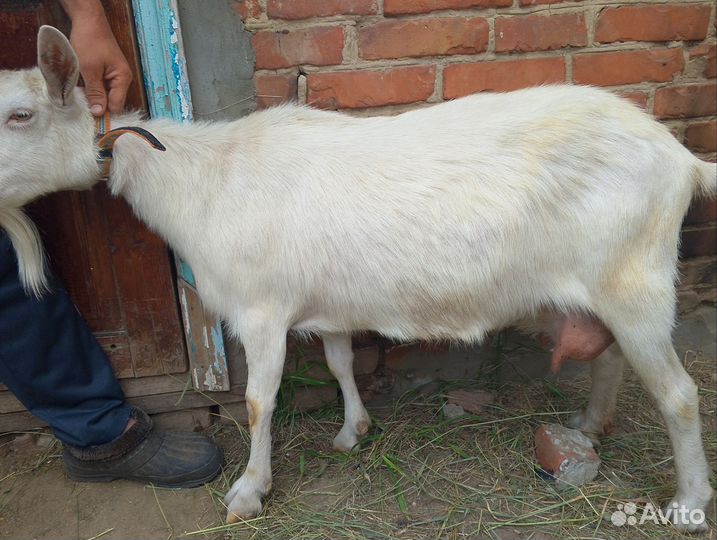 Продам козу дойную и козлят