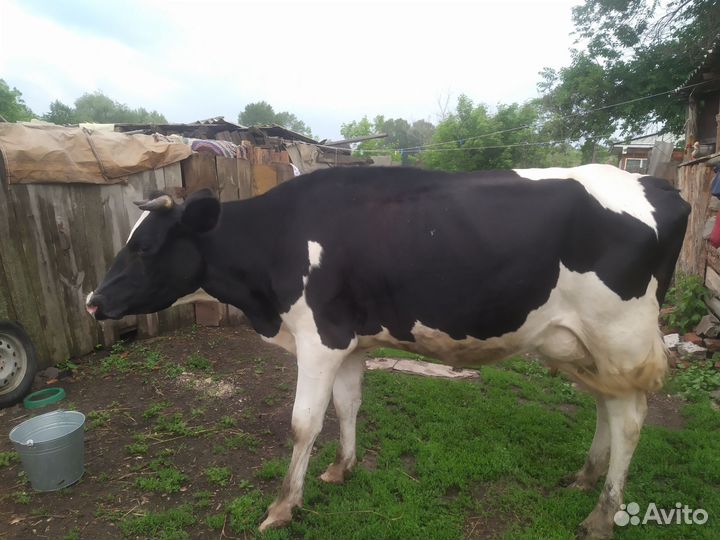 Продам корову дойную породистую