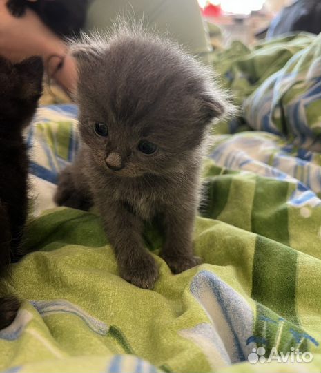 Котята бесплатно