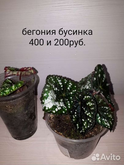 Филодендрон,бегония, калатея