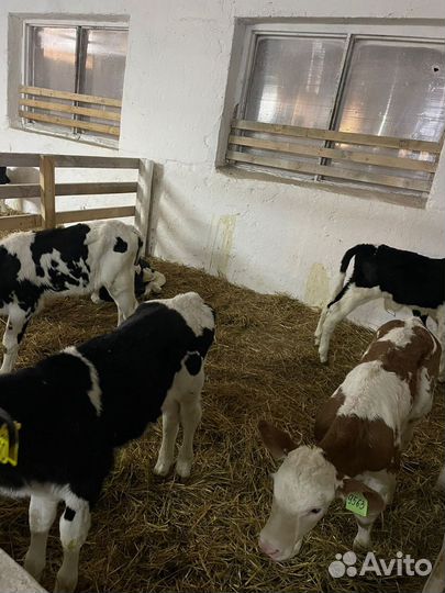 О Телята Бычки и Тёлки