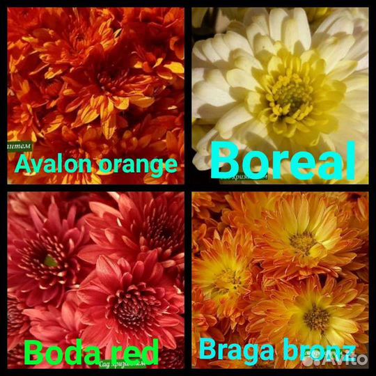 Рассада хризантемы мультифлора