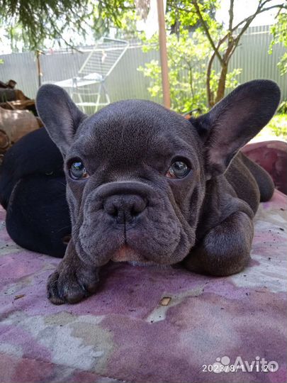 Чикибамбони