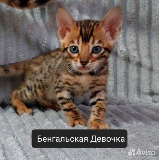Бенгальская чистокровная девочка 1 котенок