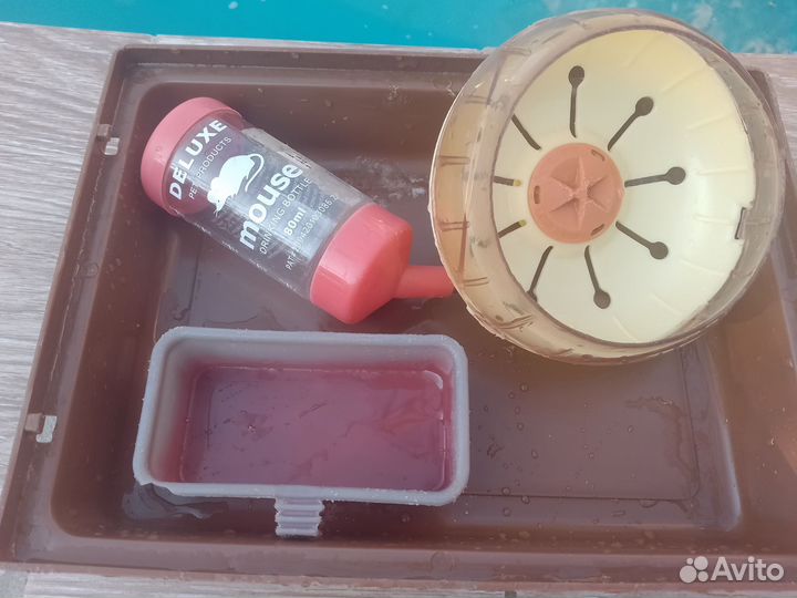 Сирийский хомяк