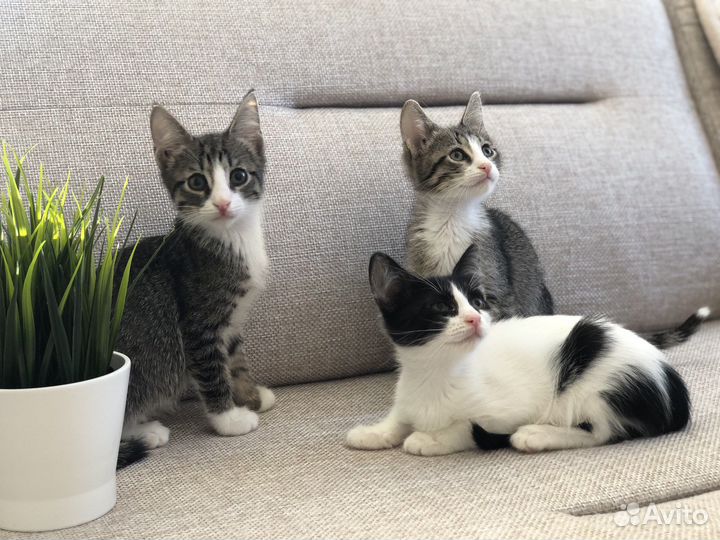 Котята мальчики 2 месяца