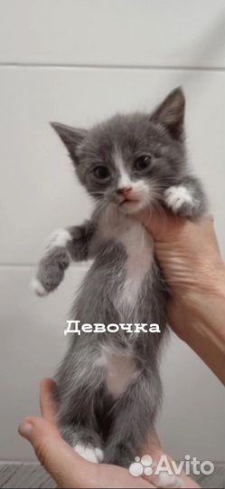 Котята в добрые руки
