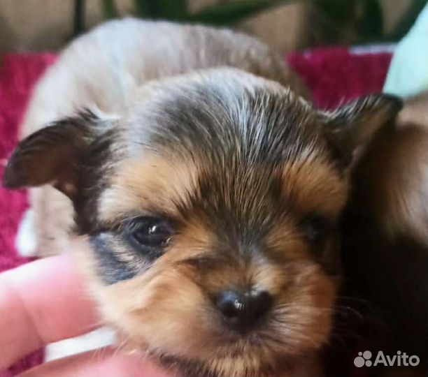 Йоркширский терьер