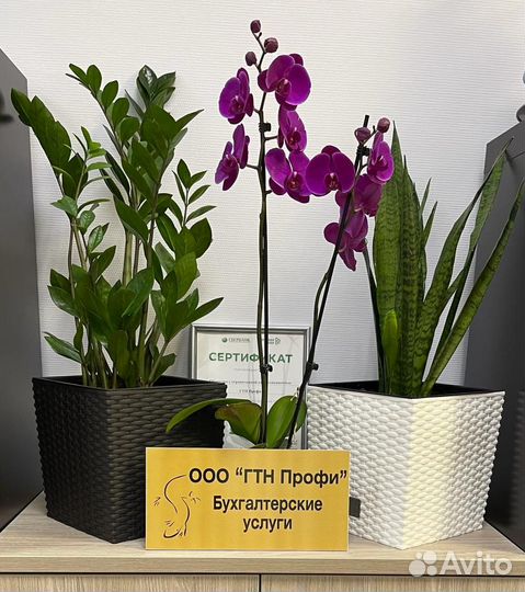 Бухгалтерские услуги. Бухгалтер