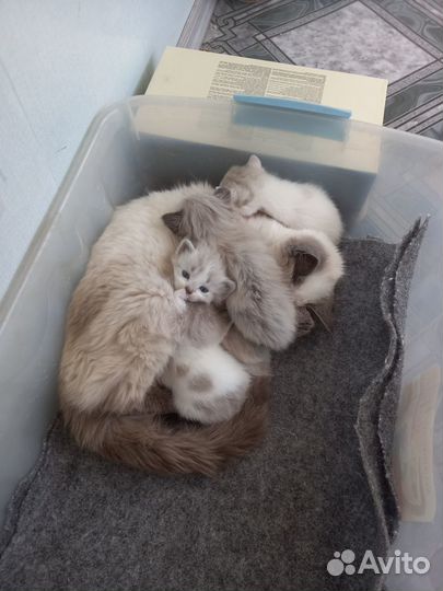 Котята