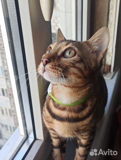 Бенгальский кот вязка