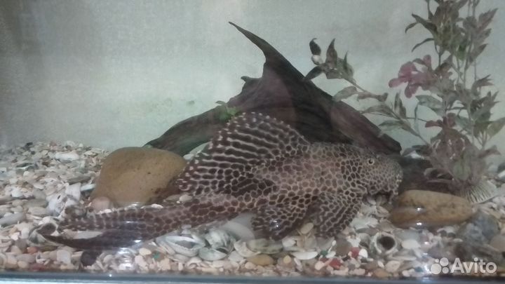 Парчевый сом