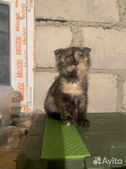 Отдам в добрые руки