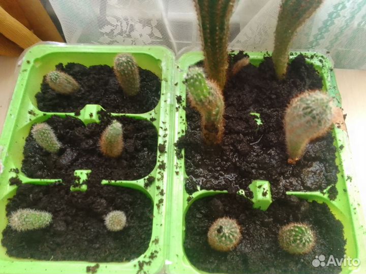 Кактусы