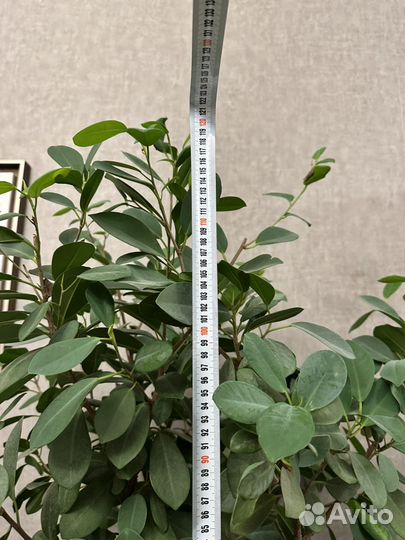 Фикус малейн большой