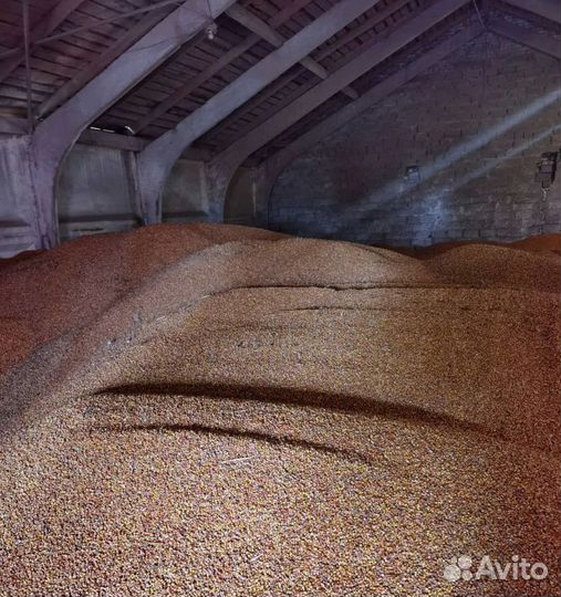 Фуражная кукуруза, Фуражный ячмень корма