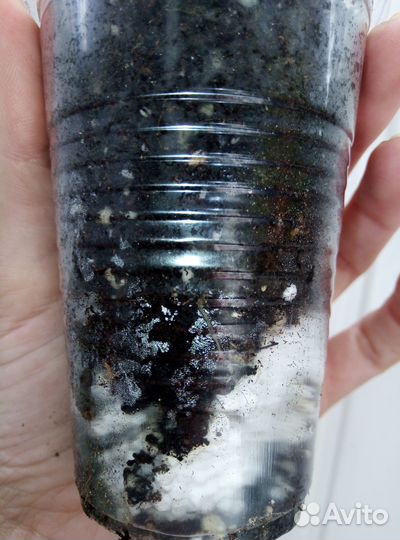 Кислица (Оксалис)