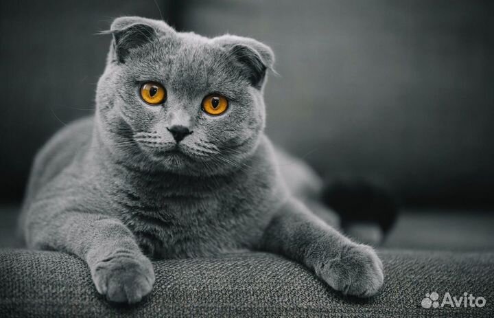 Шотландская вислоухая кошка (котик)