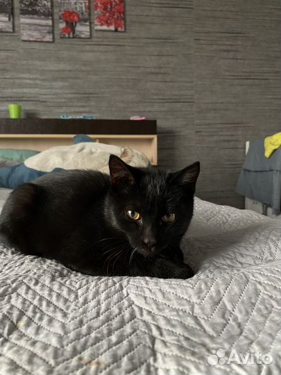 Котенок в добрые руки