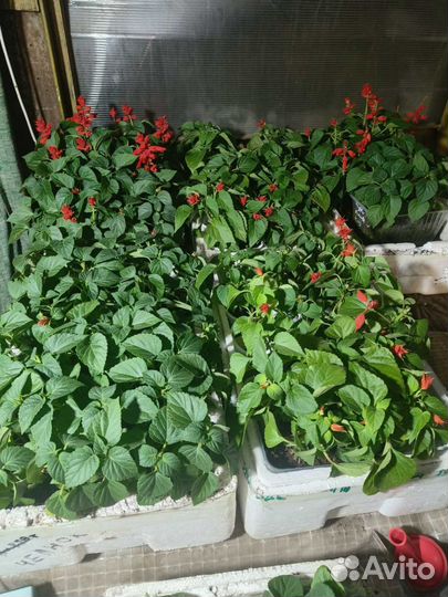 Рассада овощей и цветов