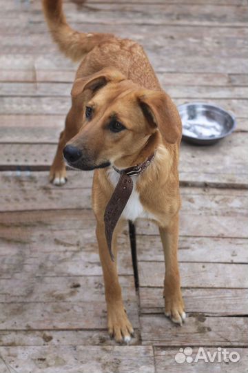 Щенок девочка в добрые руки