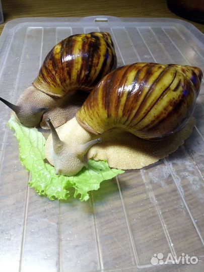 Архатины Маргината Овум