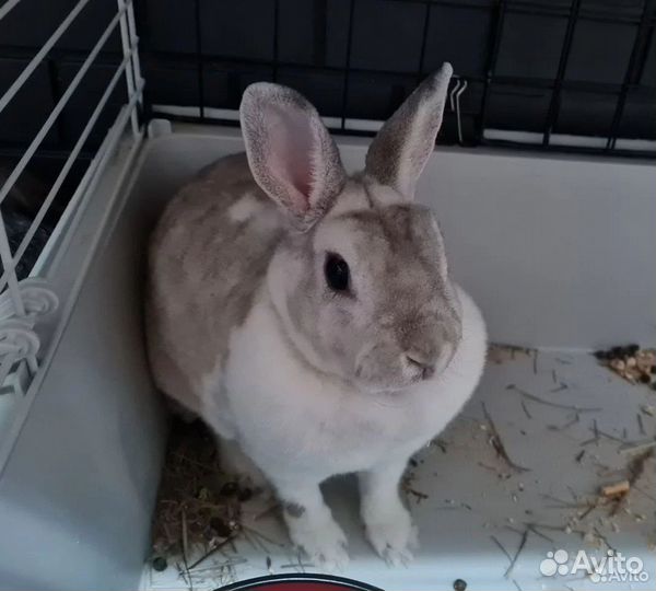 Декоративный кролик с клеткой