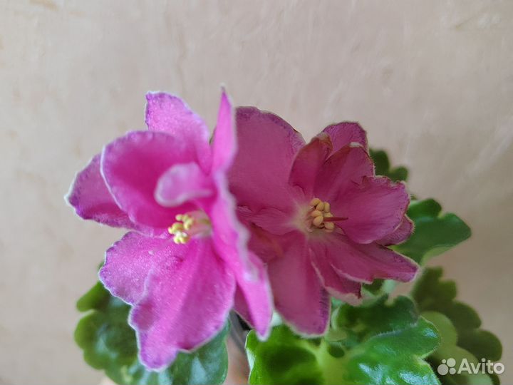 Цветущие фиалочки