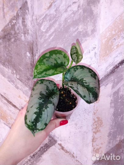 Сциндапсус