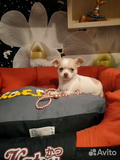 Девочка стандарт