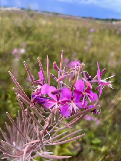 Участок 6,4 сот. (ИЖС)