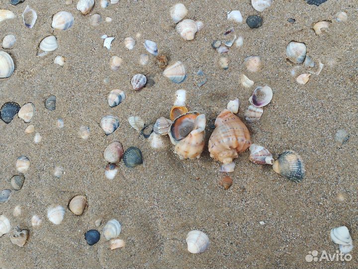 Ракушка Рапан