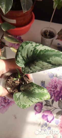 Цветы обмен