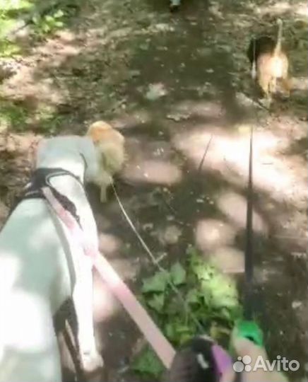 Зоогостиница. Передержка кошек и собак официально