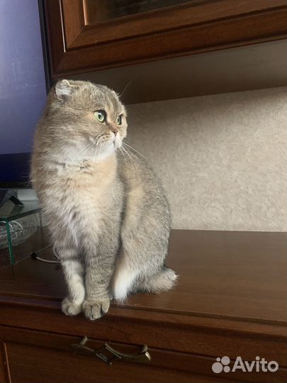 Шотландская