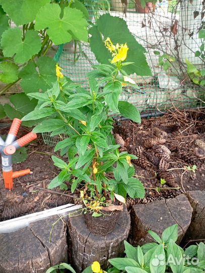 Рассада помидор черри