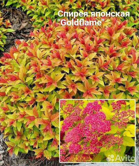 Декоративные кустарники