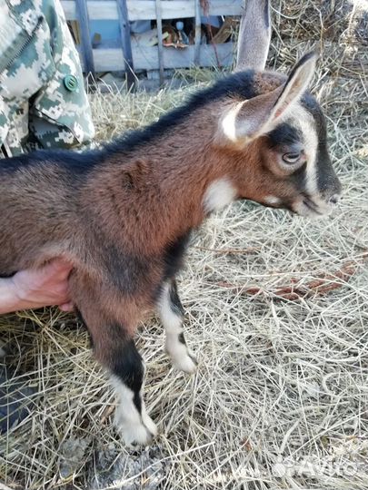 Козы, Козлята, Козел
