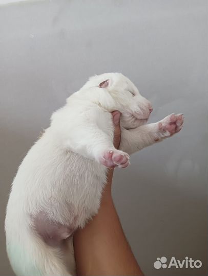 Алабая щенки продам