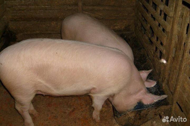 Мясо свинина домашняя