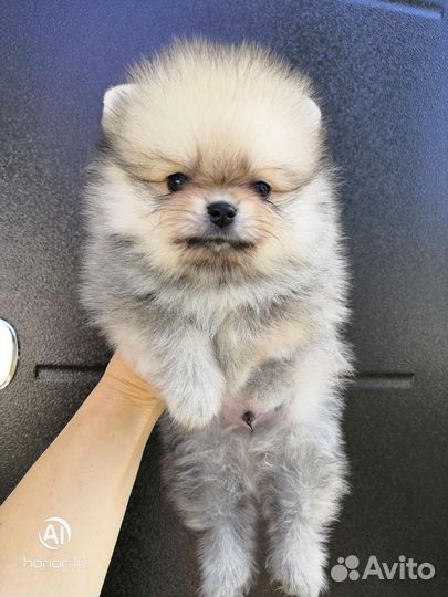 Померанский шпиц