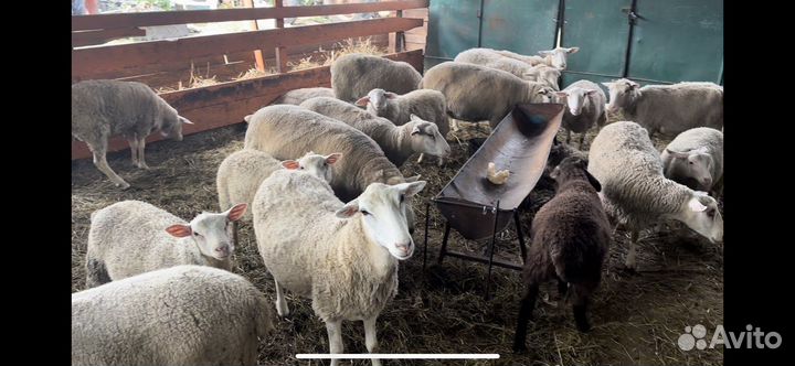 Барашки текселя