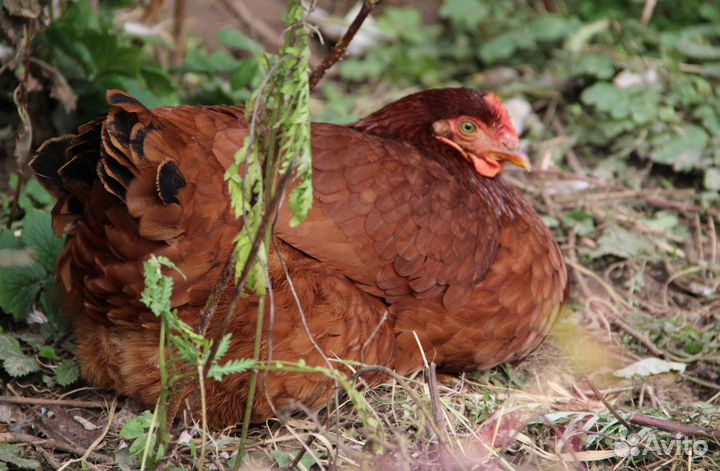 Курица несушка молодняк