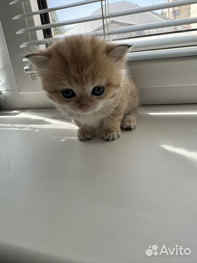 Британский котенок