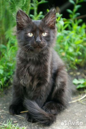 Котята-ребята от кошки без гена агрессии