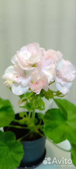 Герань пеларгония