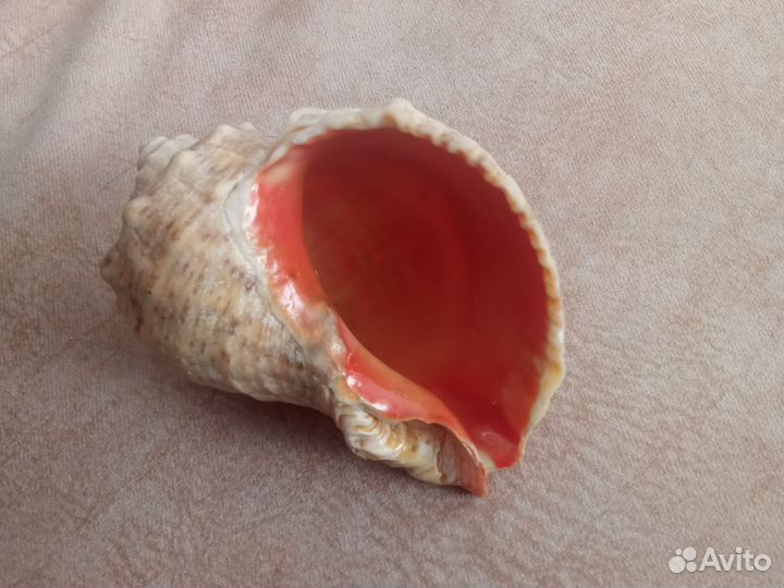 Ракушки для аквариума