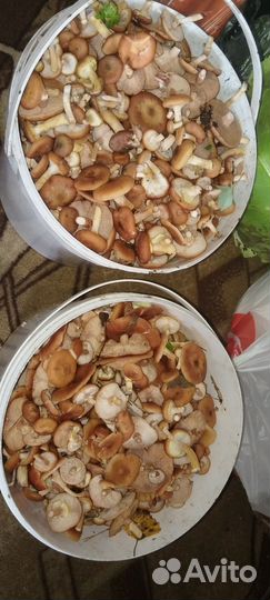 Грибы опята