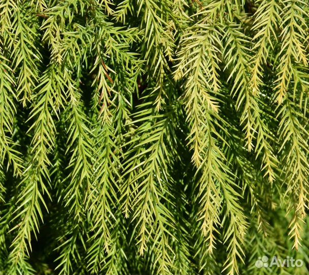 Саженцы Криптомерии японской