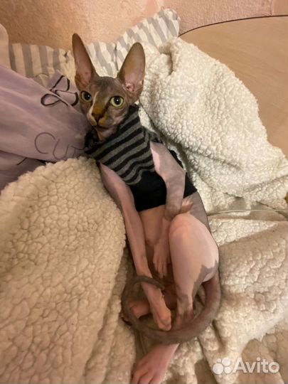 Канадский сфинкс котенок девочка